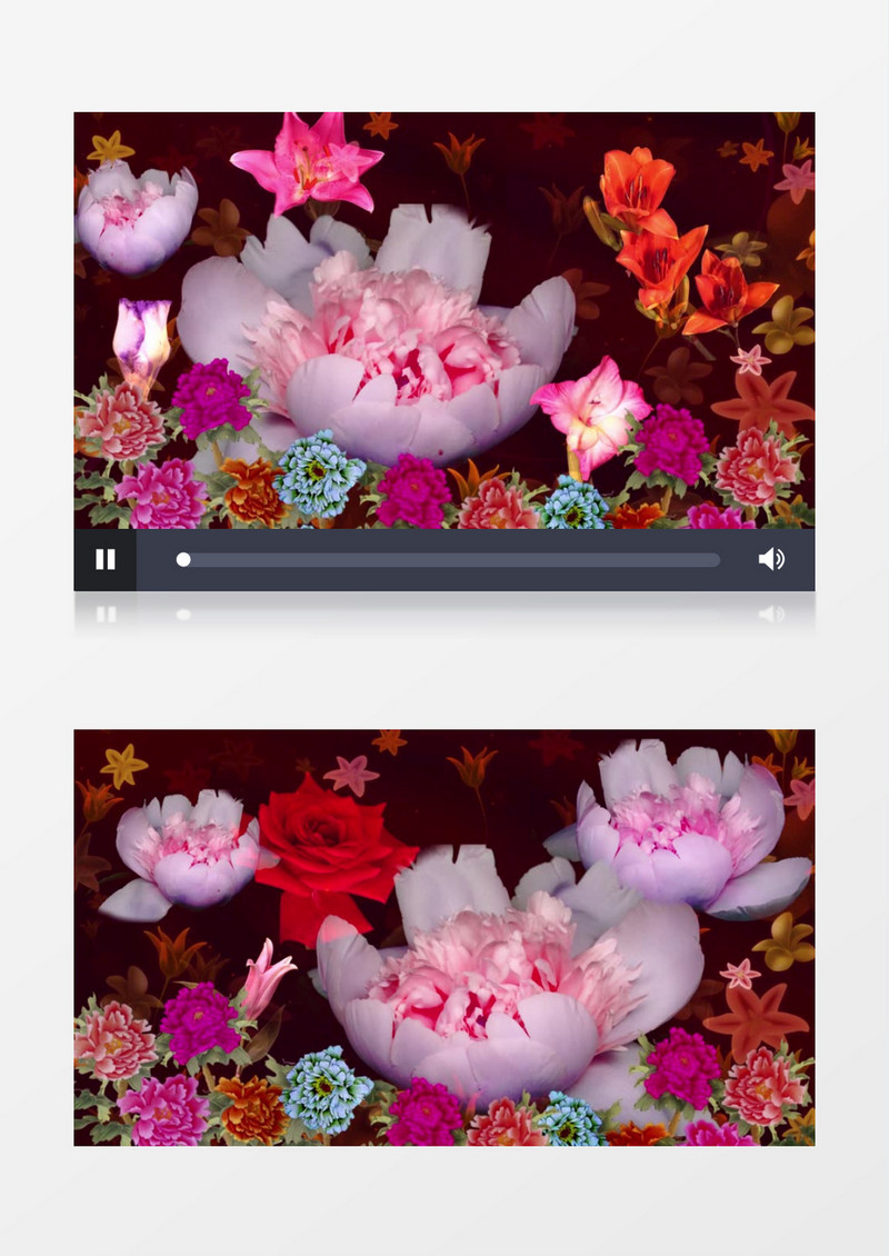 大气唯美牡丹花开背景视频（有音乐）