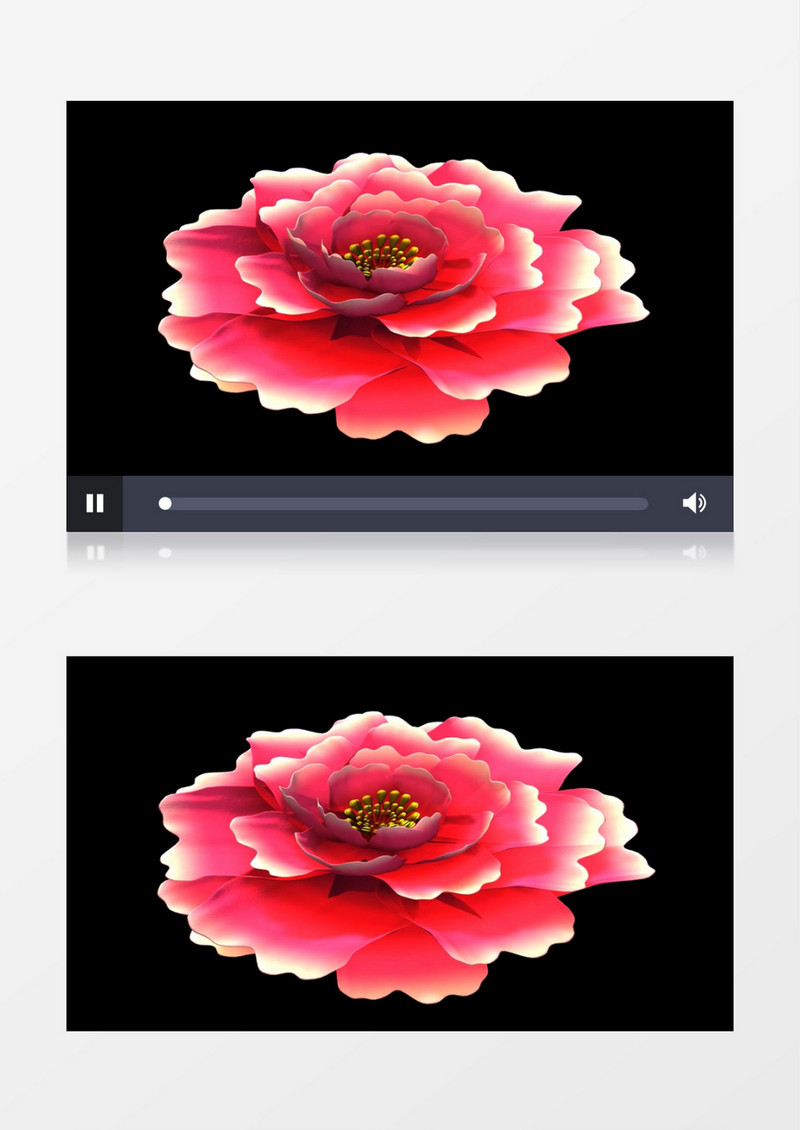 聚焦牡丹开放背景视频（有音乐）