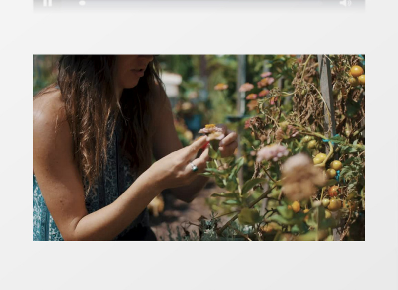 近景拍摄栽番茄的女士实拍视频素材