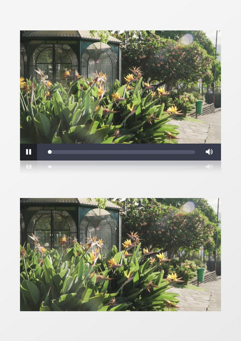清晨植物花朵展示实拍视频