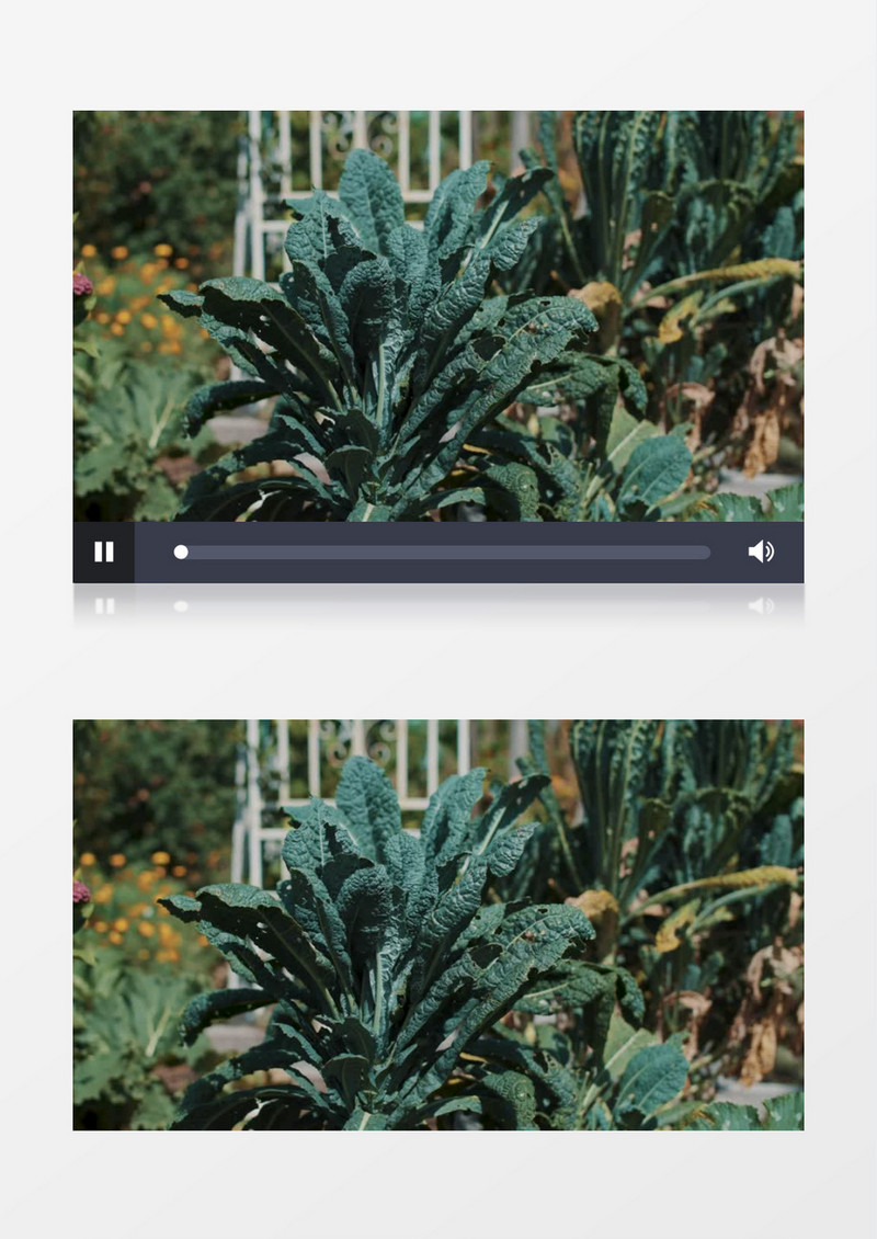清新蔬菜植物特写实拍视频