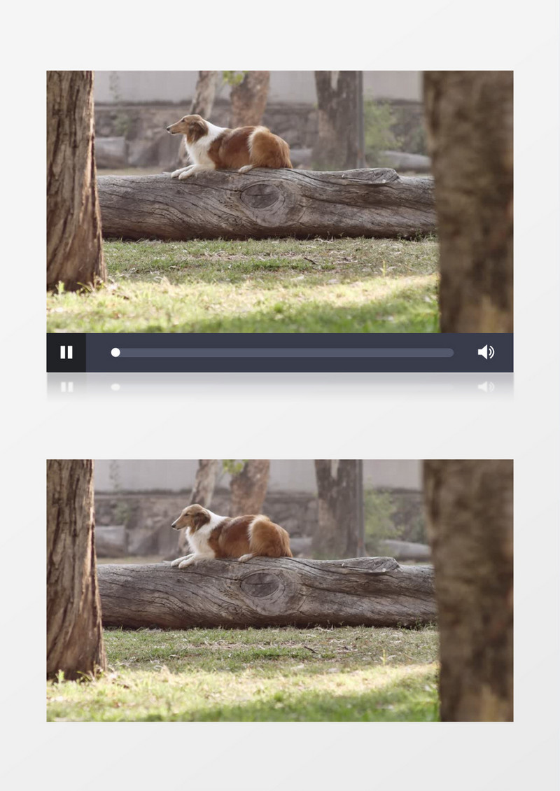 一只牧羊犬跳下枯木实拍视频素材
