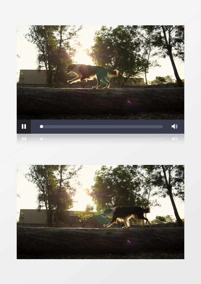 夕阳下一只狗快速的跑过枯木实拍视频素材
