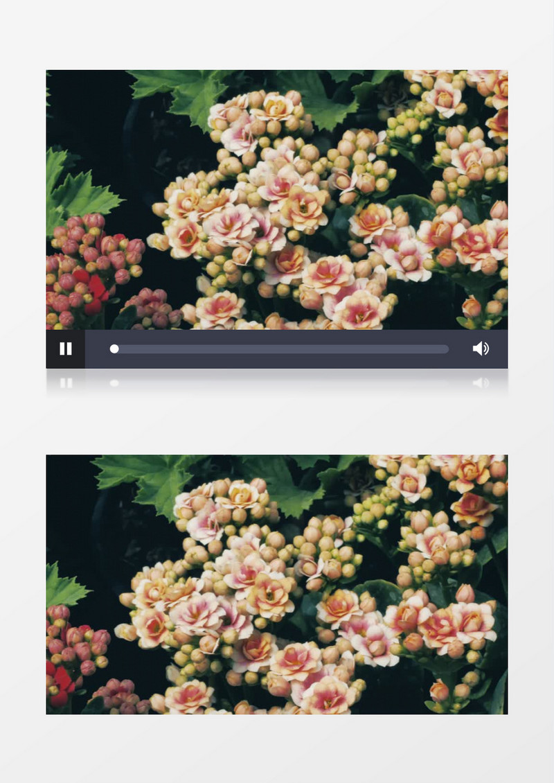 花丛鲜花盛开花香景象实拍风景视频