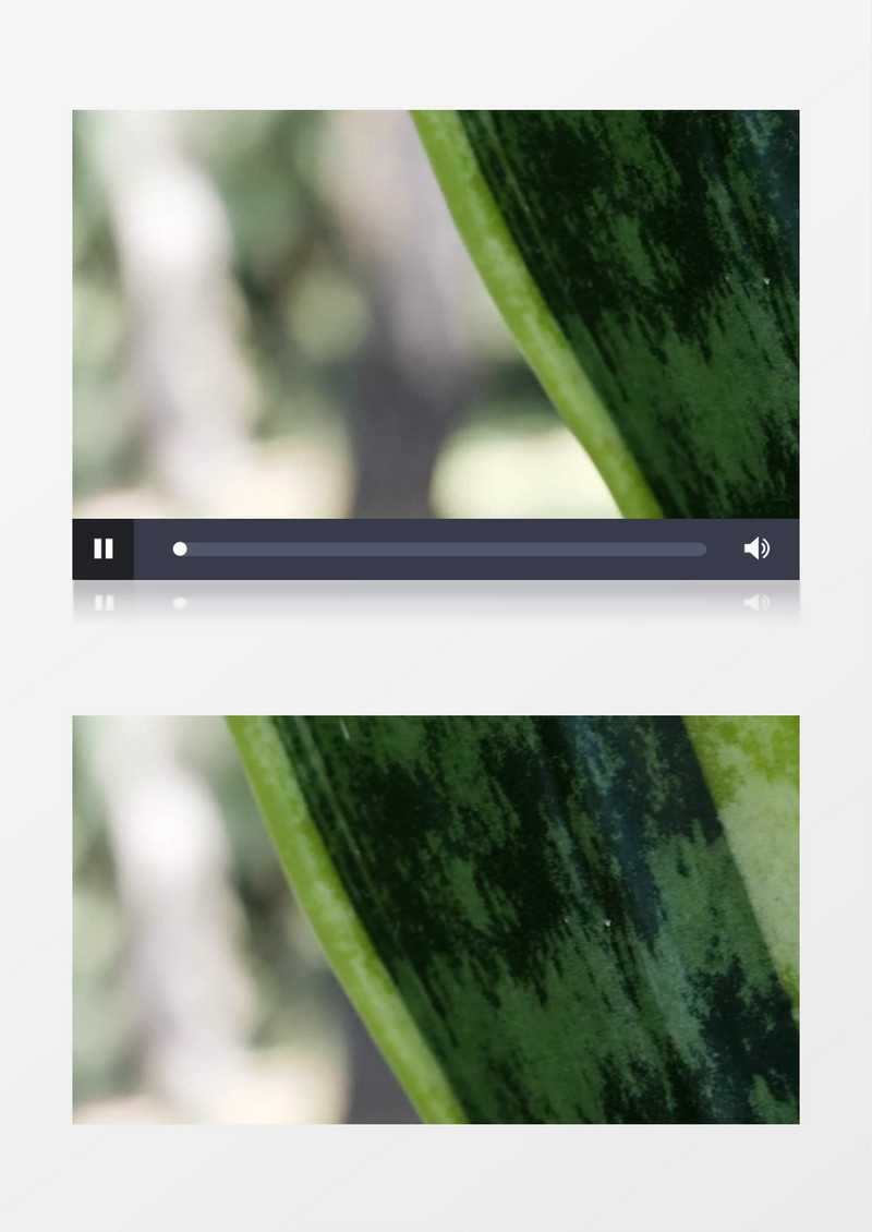 绿色植物叶特写自然景色实拍视频