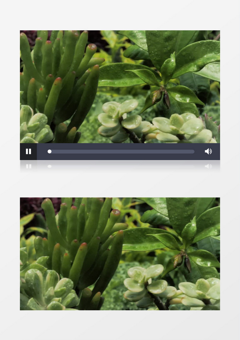 温湿绿色植物景观风景实拍视频