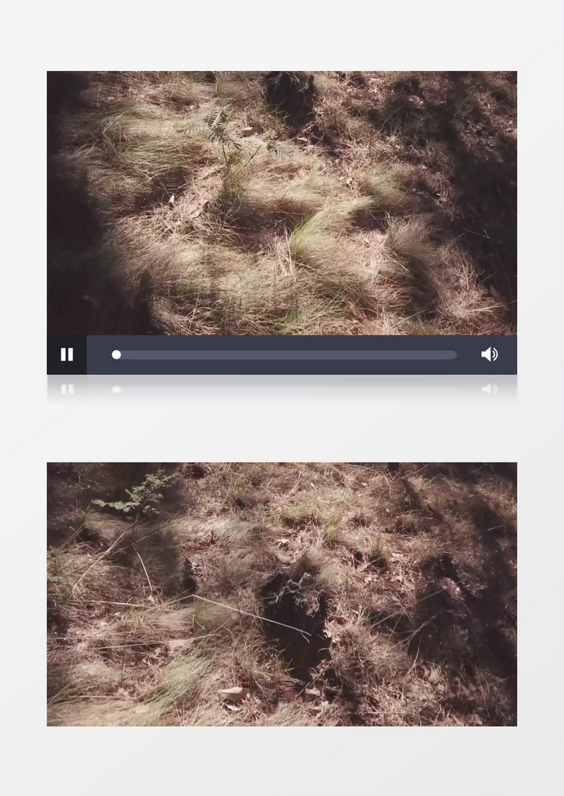 阳光草地森林风景实拍视频