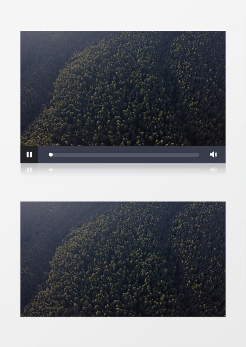 森林树木壮观美丽风景实拍视频