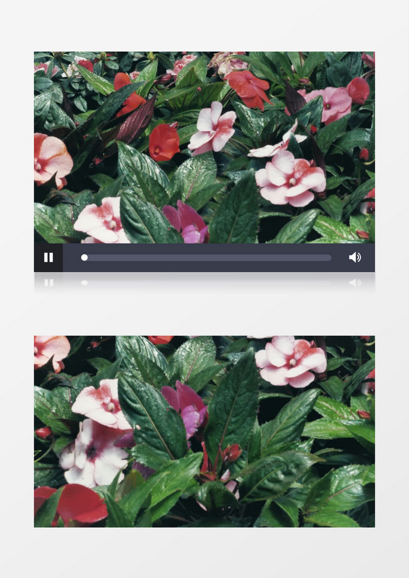 绿色鲜花美丽花丛风景实拍视频
