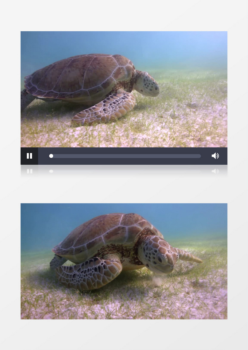 海洋底部海龟吃草自然风光视频模板