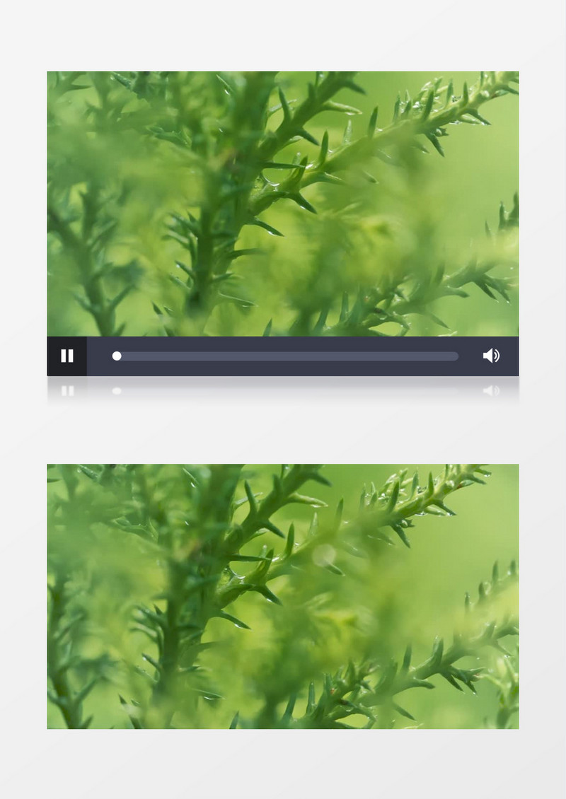 绿色植物近距离实拍视频
