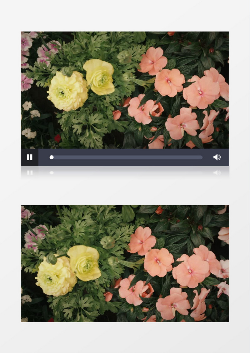 花丛绿叶花朵美景实拍视频