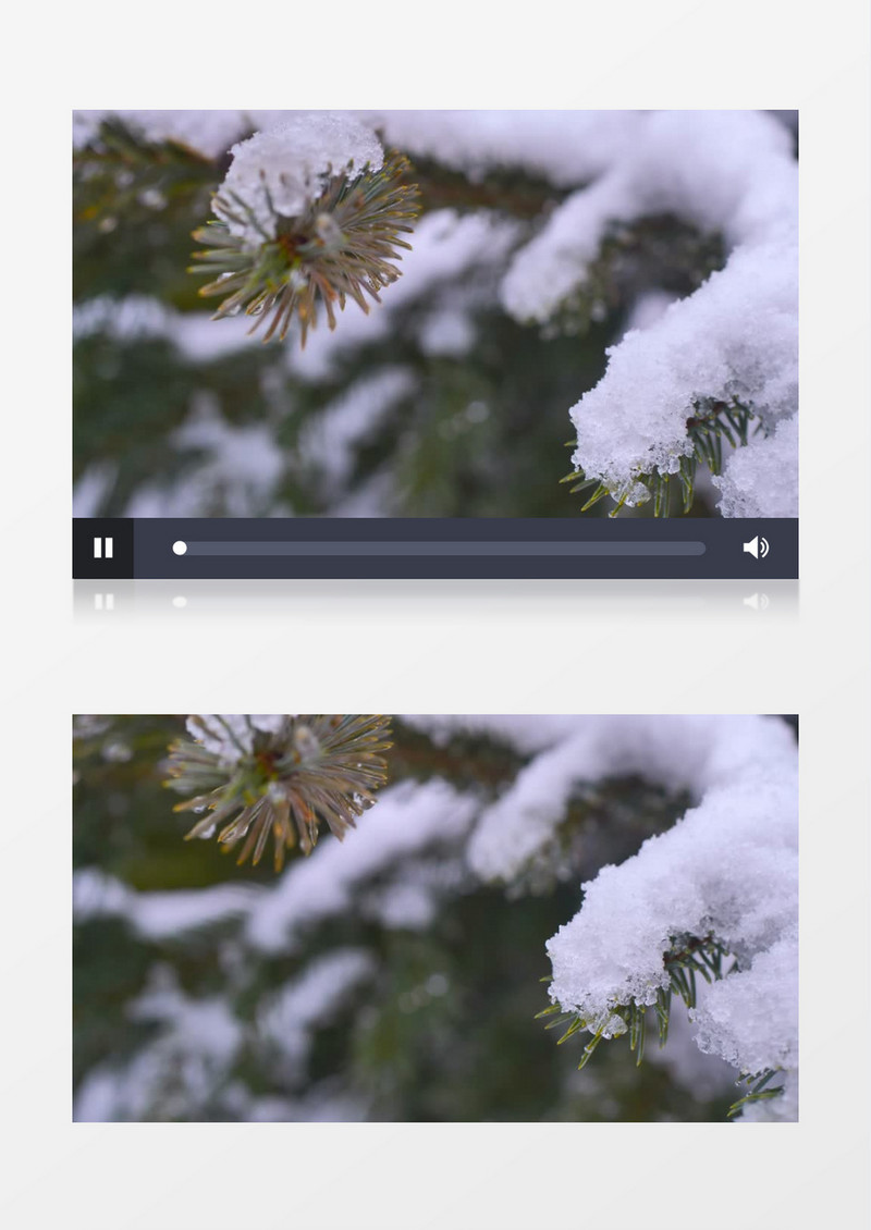 枝头松树树枝积雪实拍视频