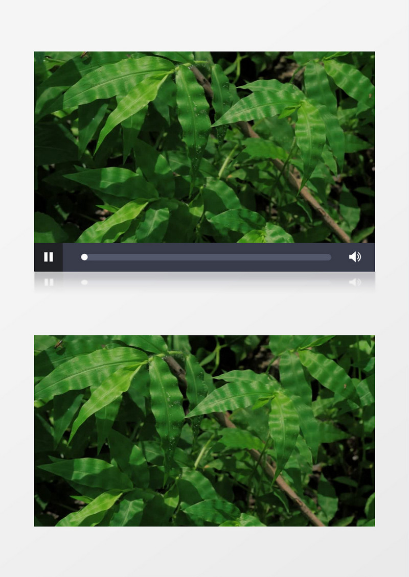 阳光明媚绿色植物实拍视频