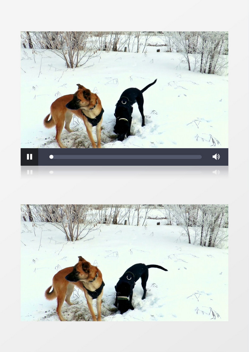 两只狗雪地上挖坑实拍视频素材