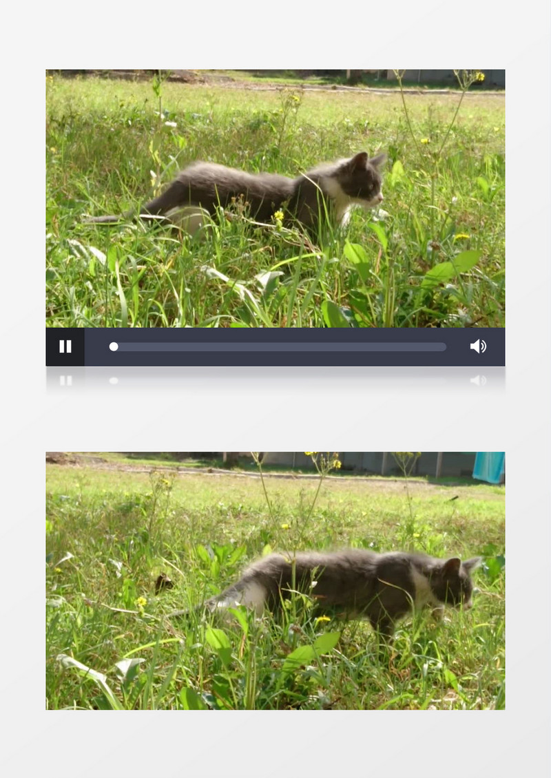 小花猫在草地上散步实拍视频素材