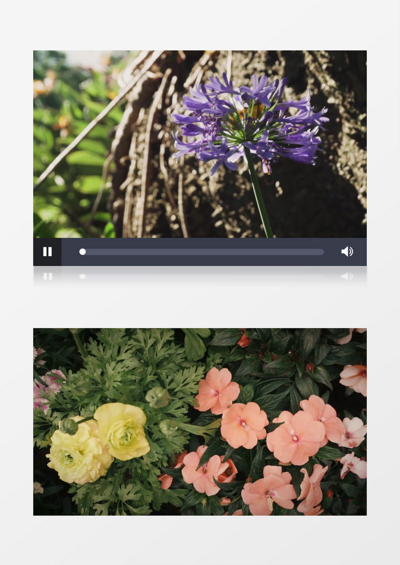 清新自然花朵特写风光视频动态背景