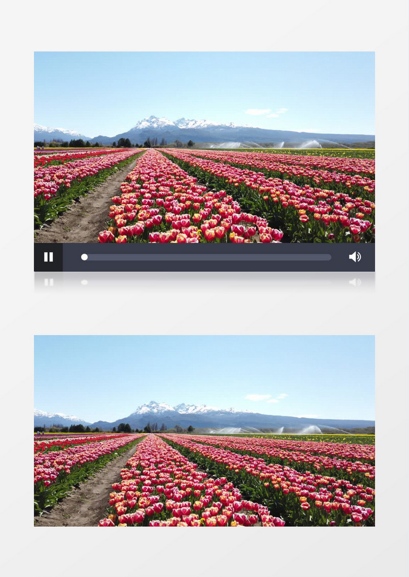 红色的郁金香花卉园地实拍视频素材