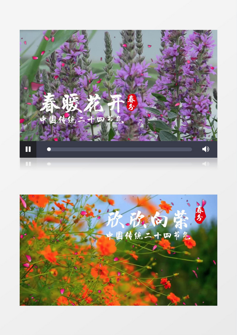二十四节气春分宣传会声会影模板