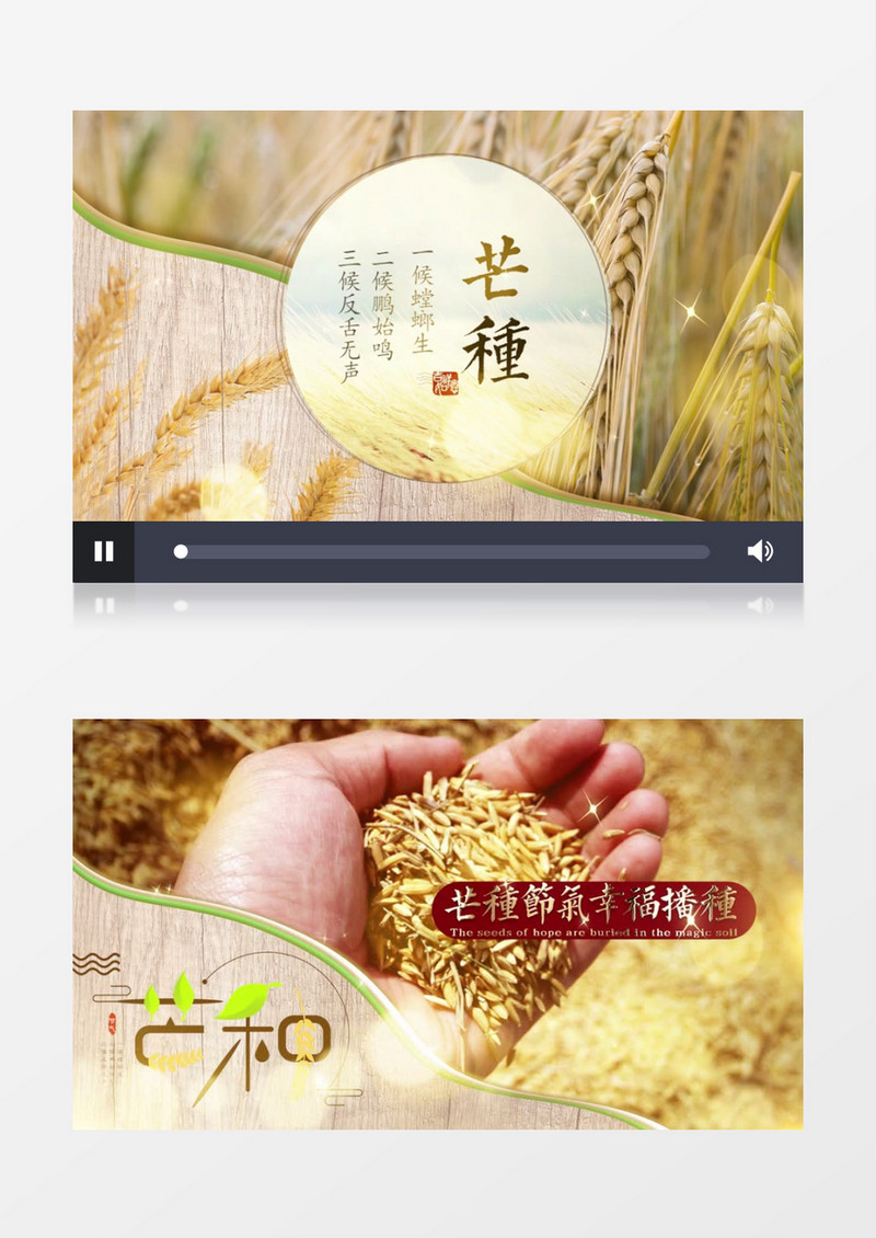 简约安静二十四节气芒种图文展示pr模板