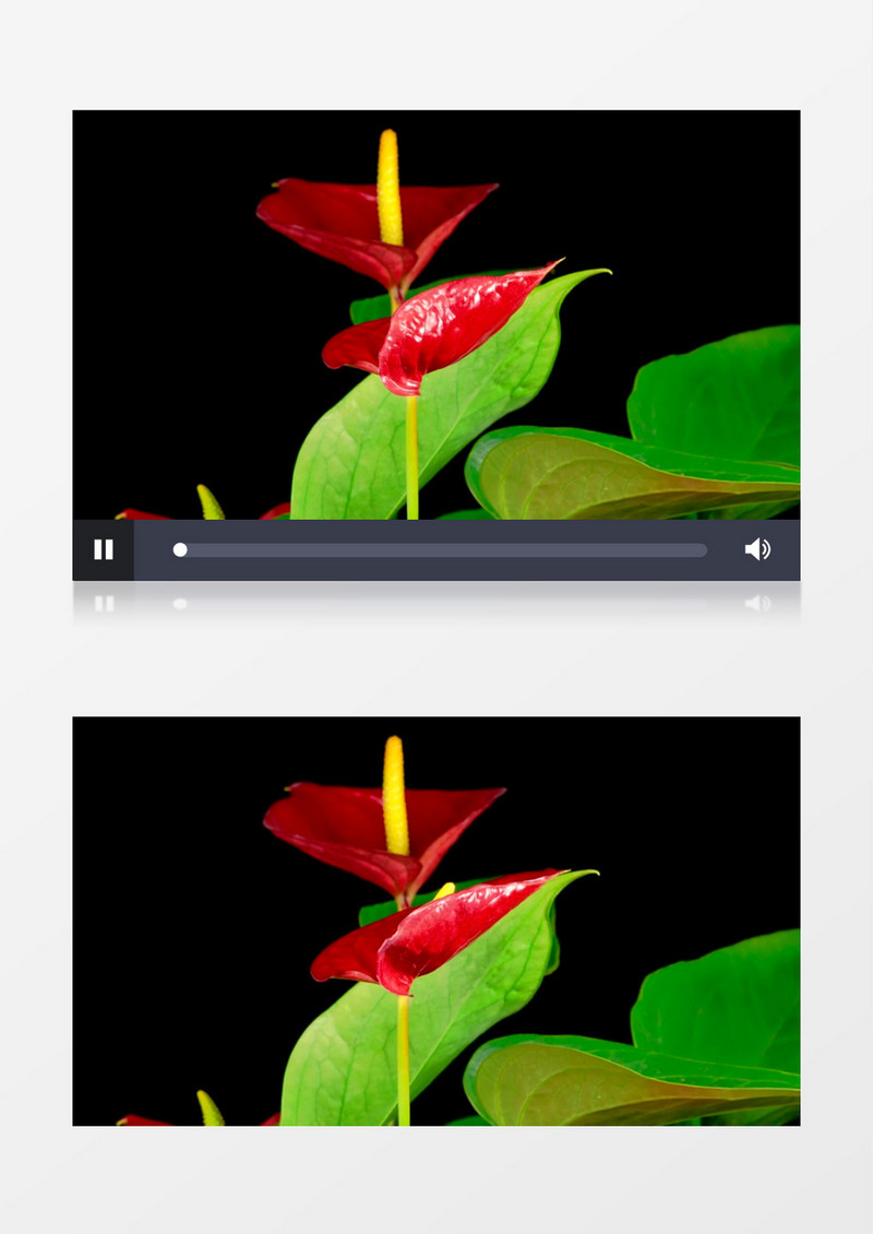 一株马蹄莲植物生长动画实拍素材