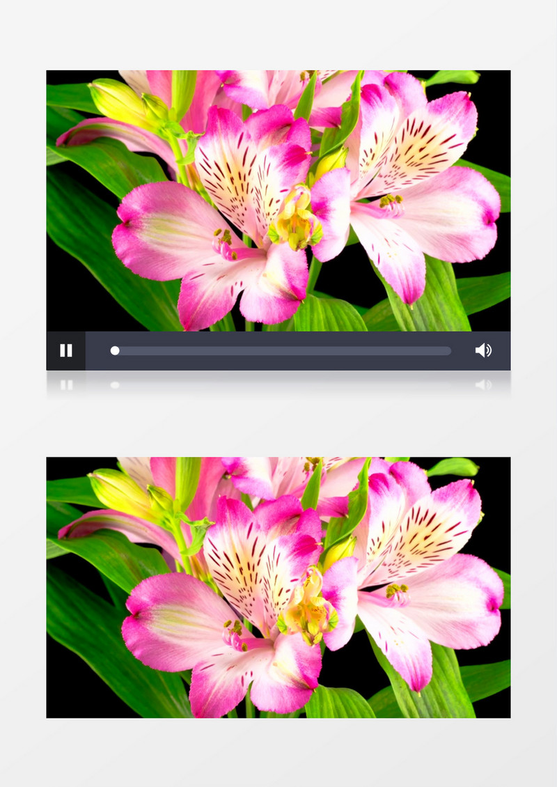 唯美粉红的花朵生长动画实拍素材