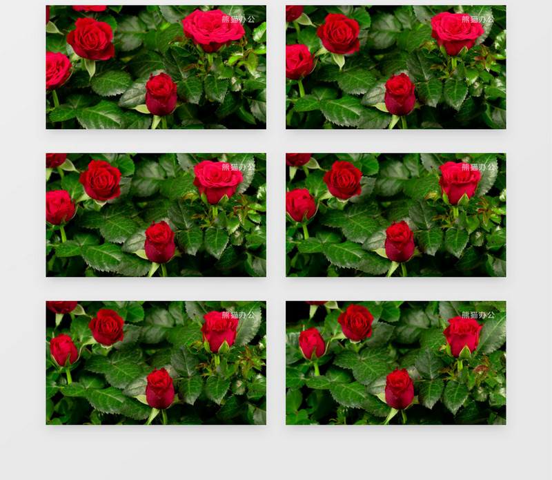 玫瑰花的生长过程顺序图片