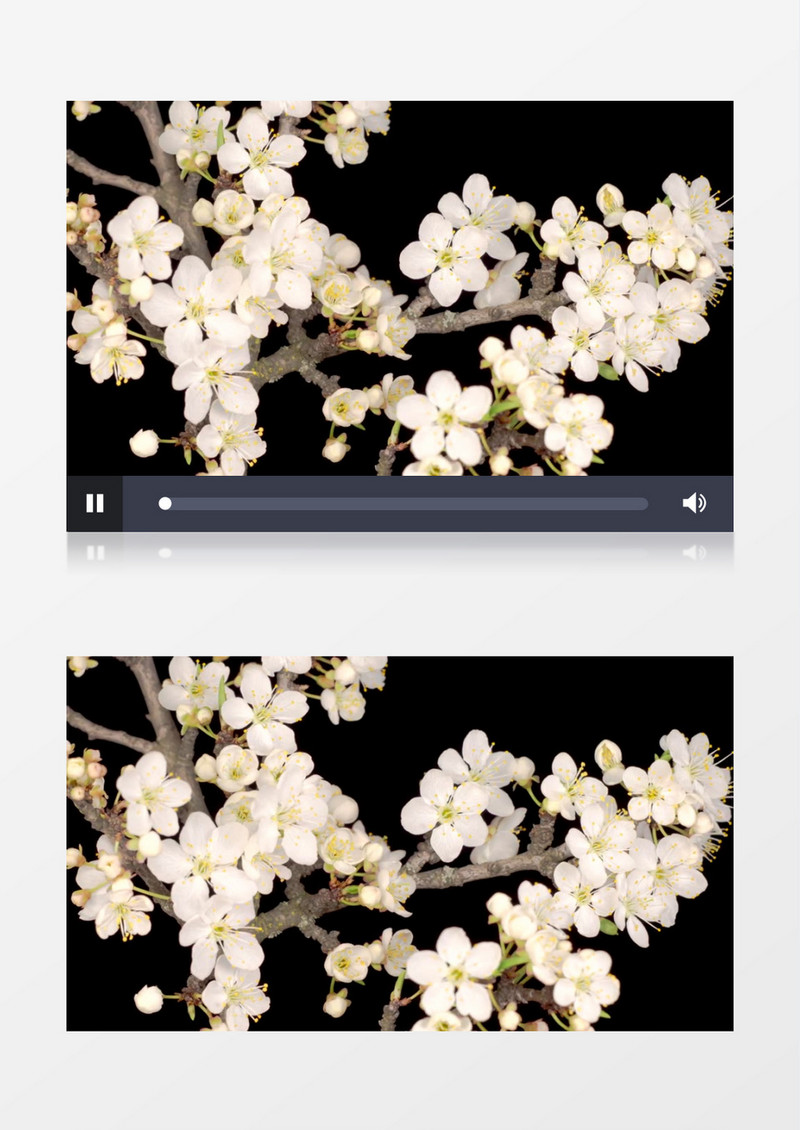 盛开在树枝上的白花生长动画后期素材