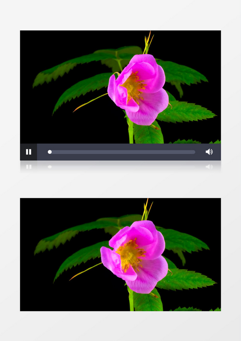 粉红色的花生长动画后期素材