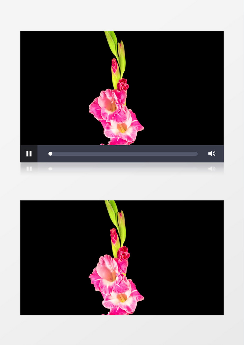 绿丛里的花快速生长动画后期素材