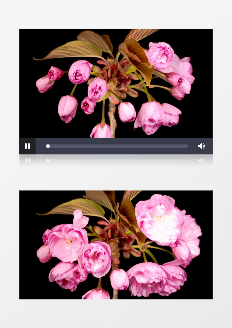 粉色的花慢慢生长动画后期素材
