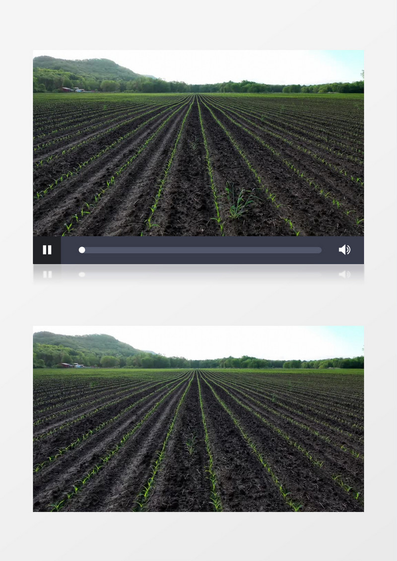 田地里发芽的植被实拍视频素材