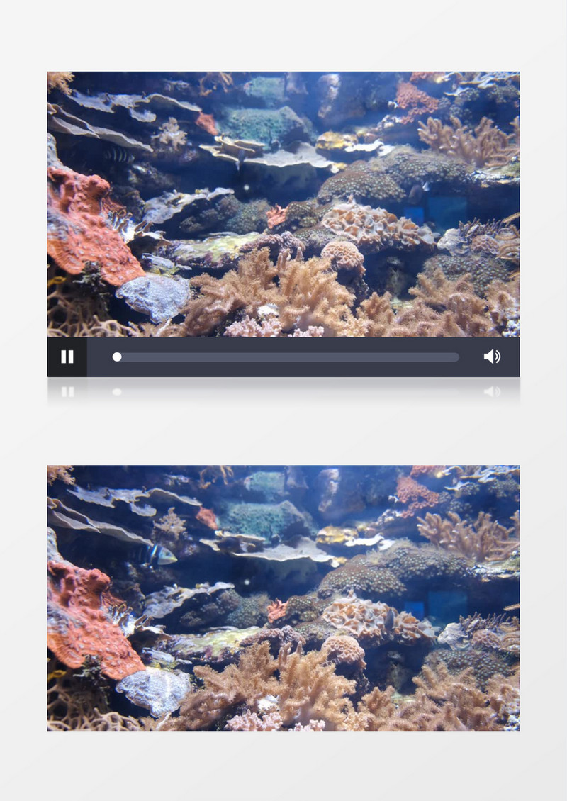 各种深海鱼在海底游来游去实拍视频素材