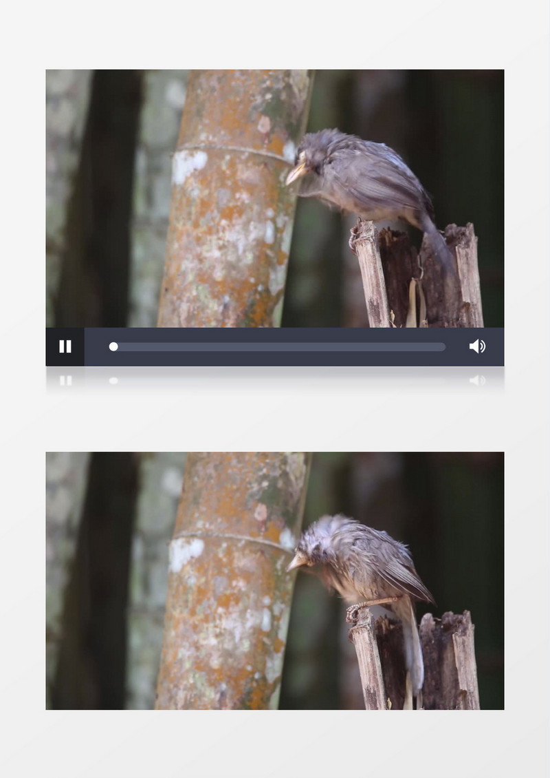 一只鸟站在树干上不断整理羽毛实拍视频素材