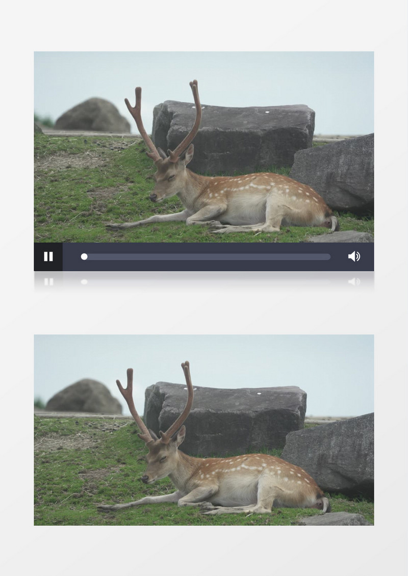一头梅花鹿在草地上休息实拍视频素材
