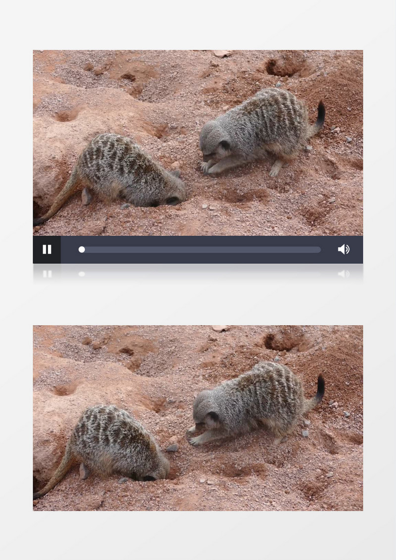猫鼬在沙地上挖坑实拍视频素材