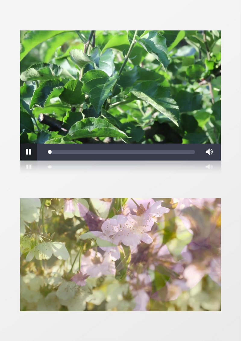 春天树木花朵盛开背景视频