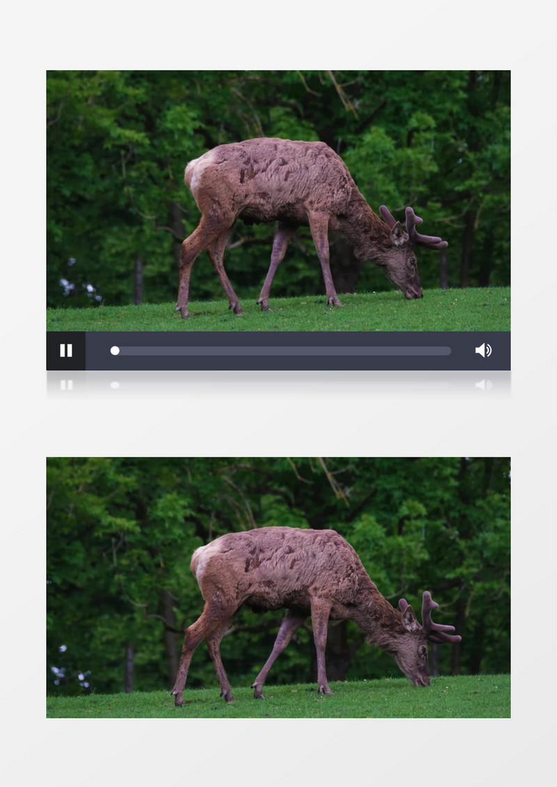 一只鹿在草地上吃草实拍视频素材