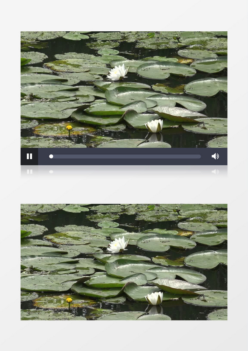 漂浮在水面上的荷叶和莲花实拍视频素材