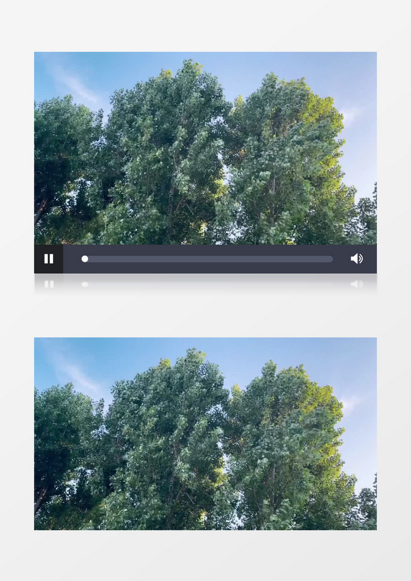 树叶在风中晃动实拍视频素材