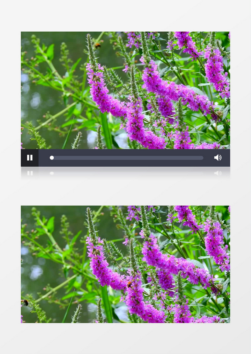 蜜蜂在千屈菜上采蜜实拍视频素材