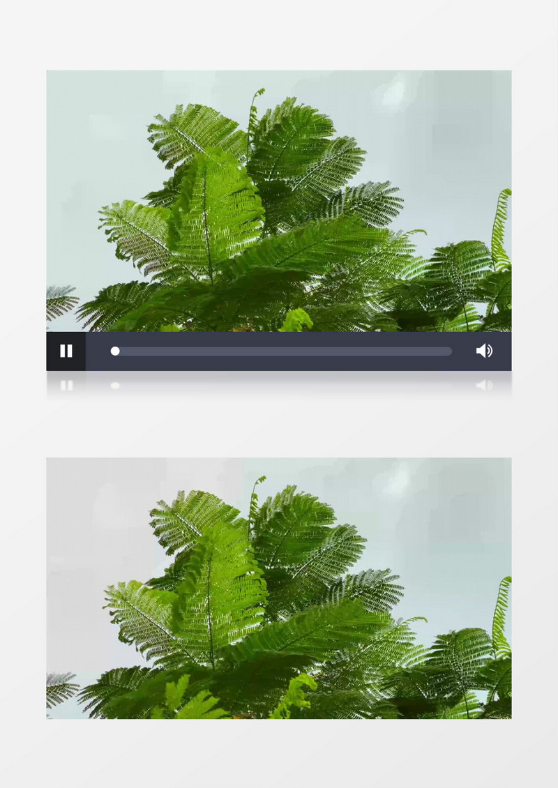 高耸入云的凤凰木树叶在风中晃动实拍视频素材