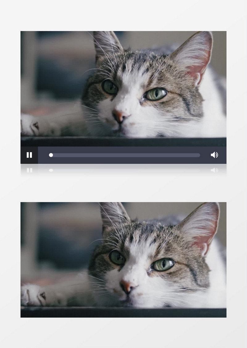 小花猫在地板上玩耍实拍视频素材