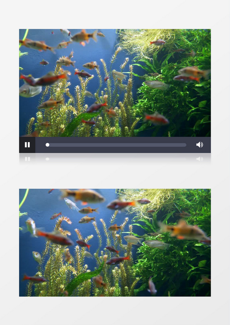 在水中自由自在游走的鱼群实拍视频素材