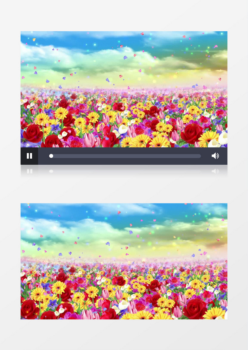 清新典雅花海视频素材