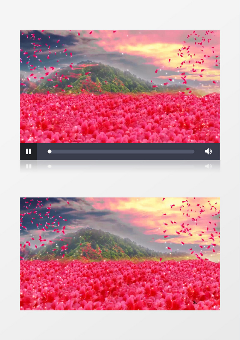 唯美杜鹃花海背景视频（有音乐）