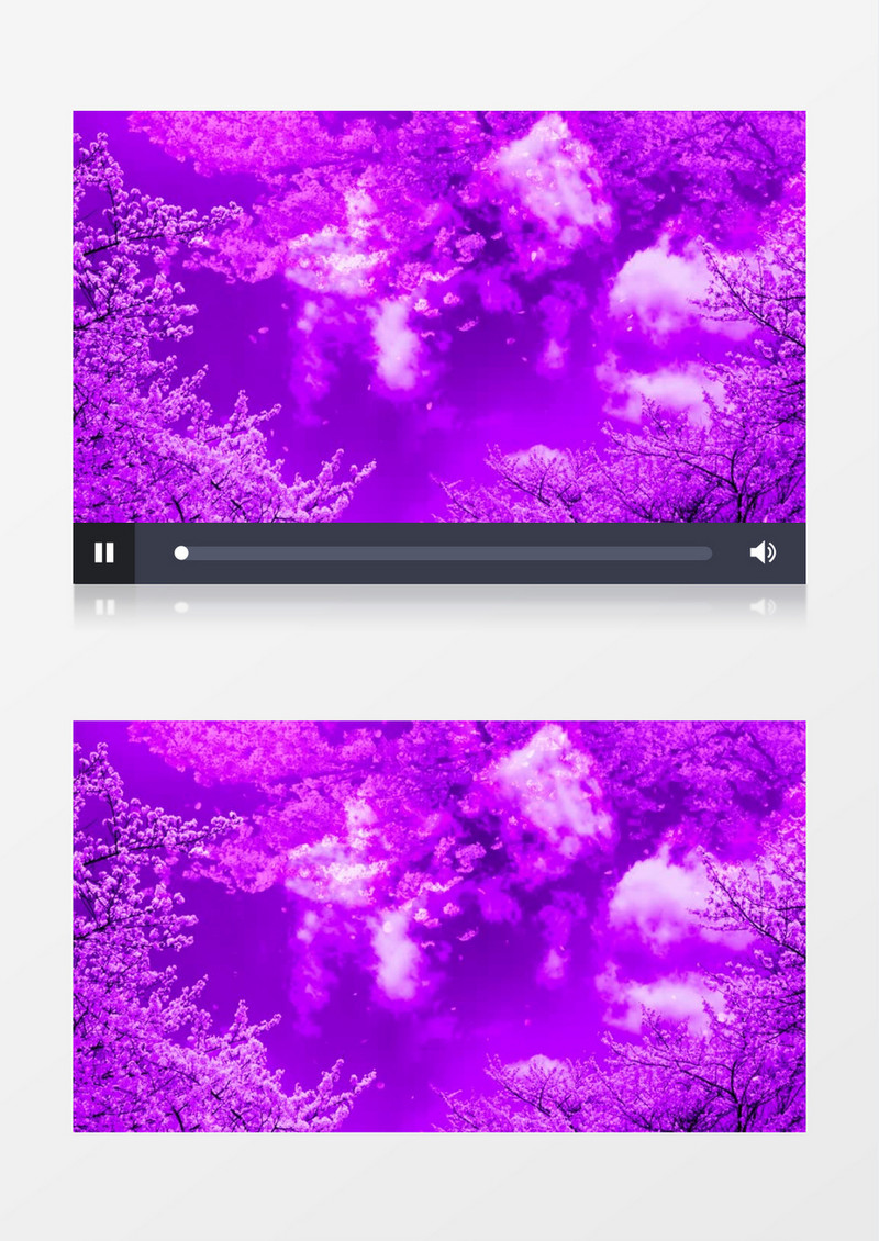 唯美紫色樱花背景视频（有音乐）