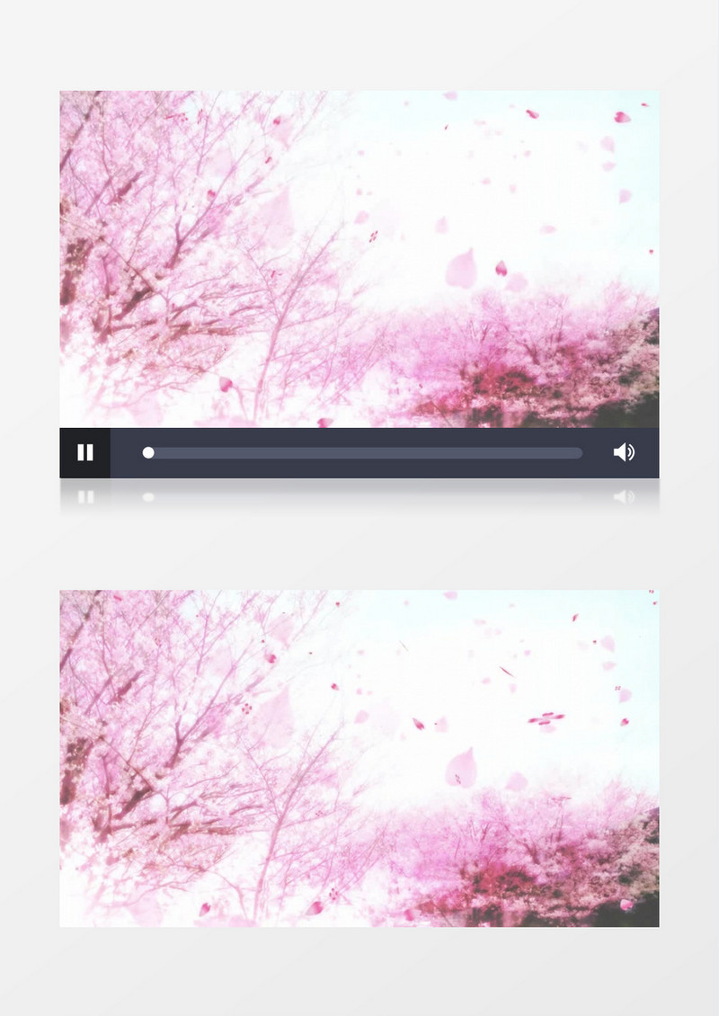 樱花漫天背景视频（有音乐）