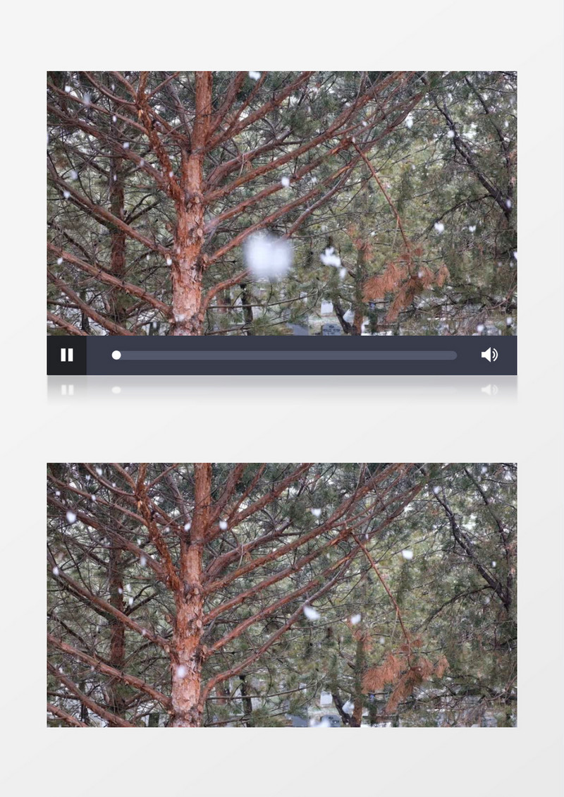雪花在有树的森林里缓缓飘落实拍视频
