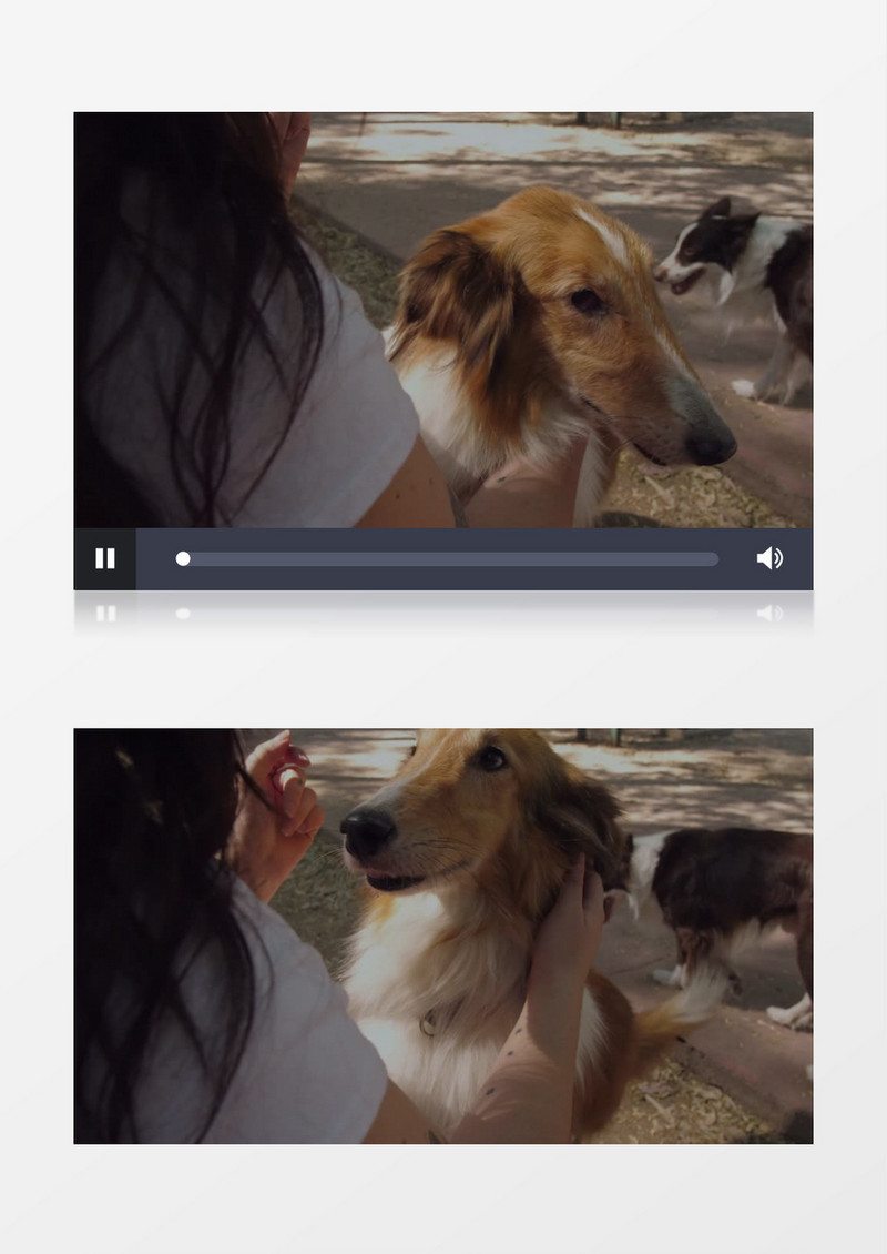 宠物主人在抚摸棕色牧羊犬实拍视频素材